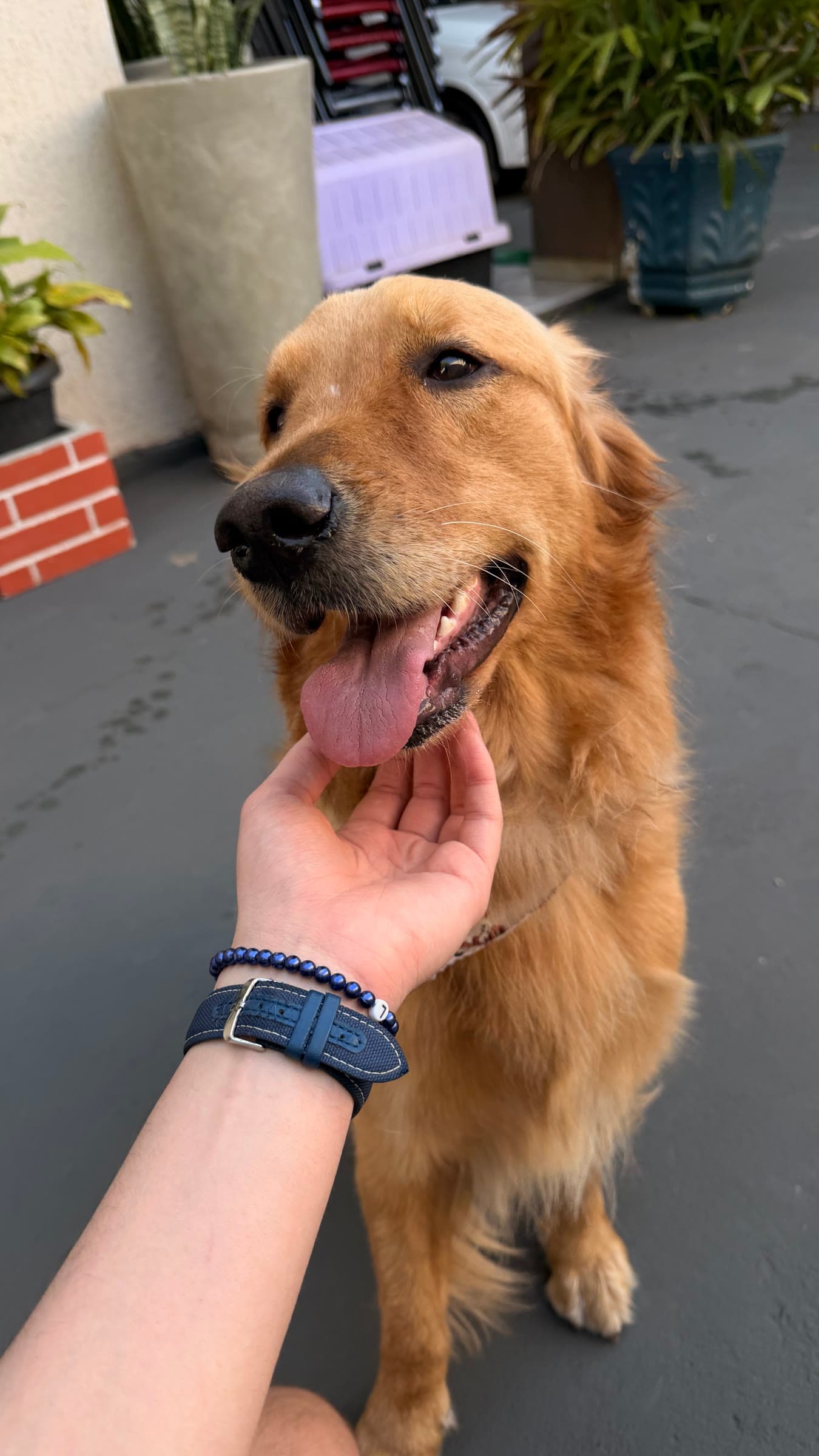 Golden retriever being petted outdoors